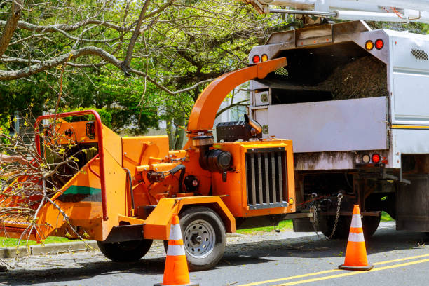 Best Tree Removal Services  in Lovettsville, VA